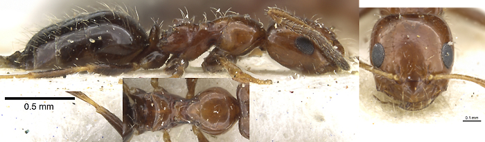 Lepisiota rubrovaria