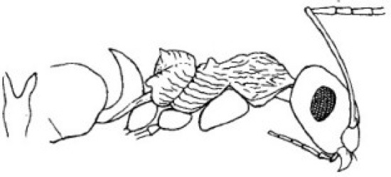 {Lepisiota rugithorax}