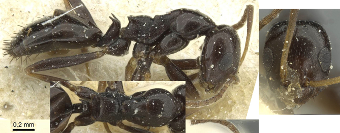 Lepisiota schoutedeni