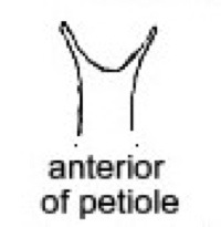 {Lepisiota spinosior petiole}