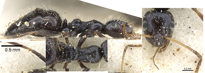 Lepisiota submetallica