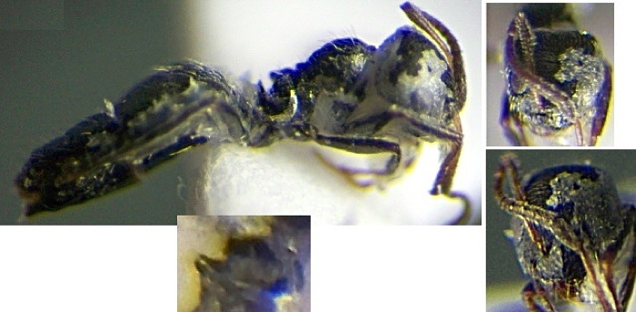 {Lepisiota tenuipilis}