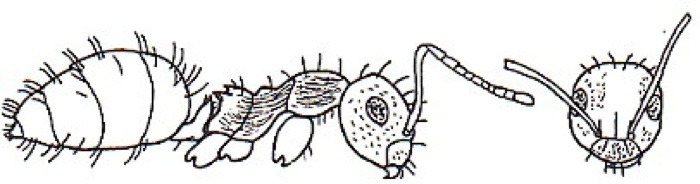 {short description of image}