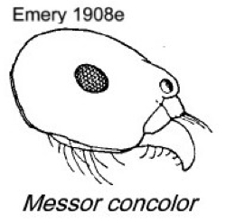 {Messor concolor}
