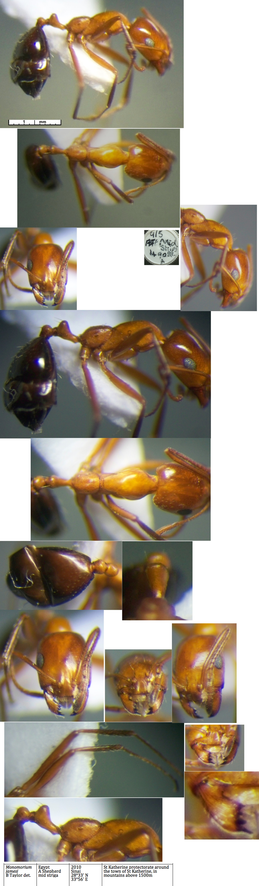 Monomorium nsp Jmaes