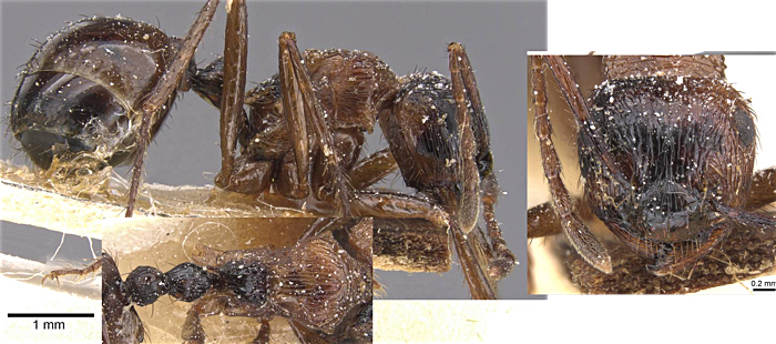 {Myrmicaria abyssinica}