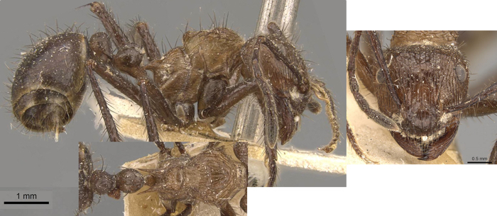 {Myrmicaria congolensis}