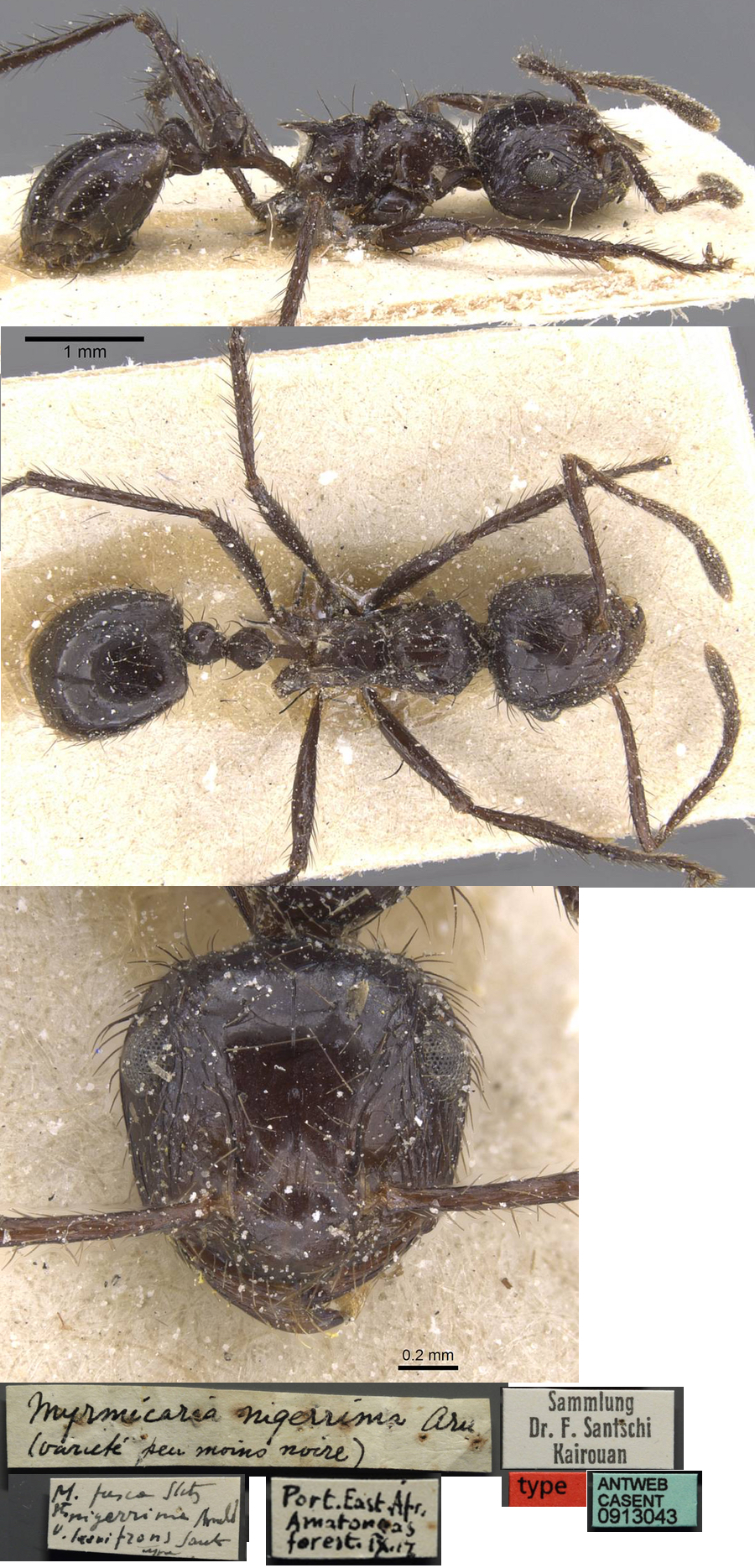 {Myrmicaria laevifrons}