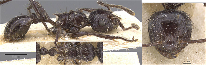 {Myrmicaria consanguinea}