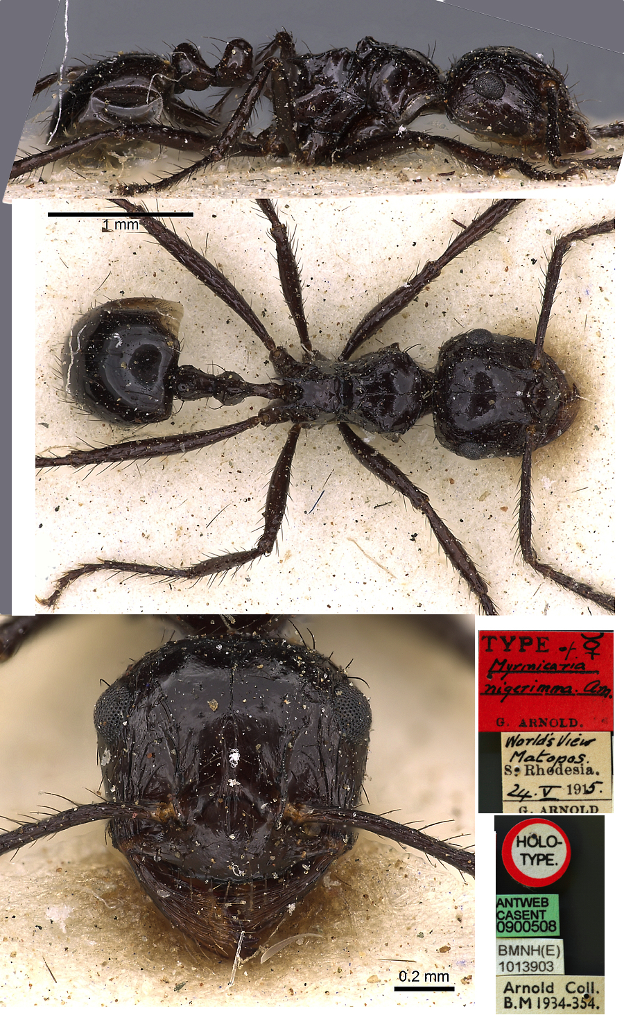 {Myrmicaria nigerrima}