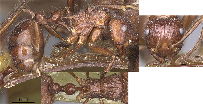 {Myrmicaria irregularis}