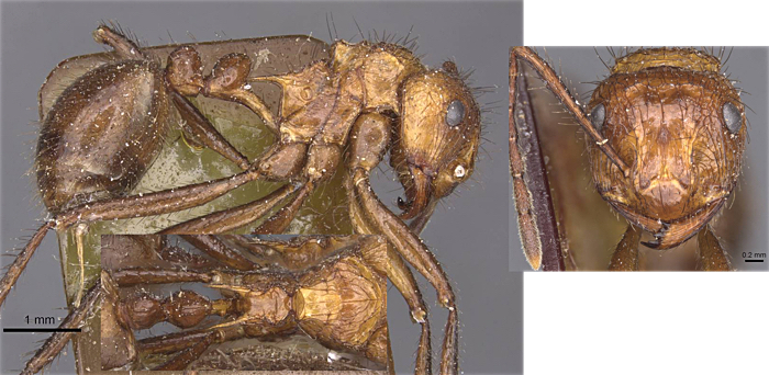 {Myrmicaria natalensis navicula}