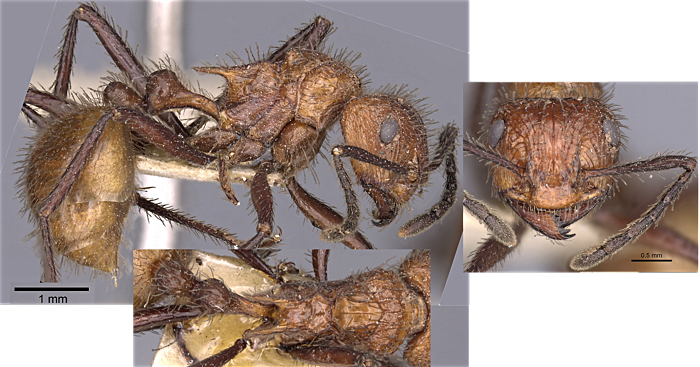 {Myrmicaria salambo}