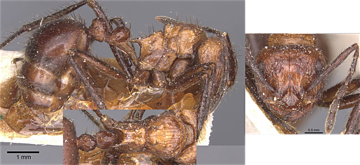 {Myrmicaria taeniata}