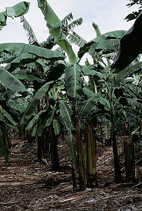 Kamachumu bananas