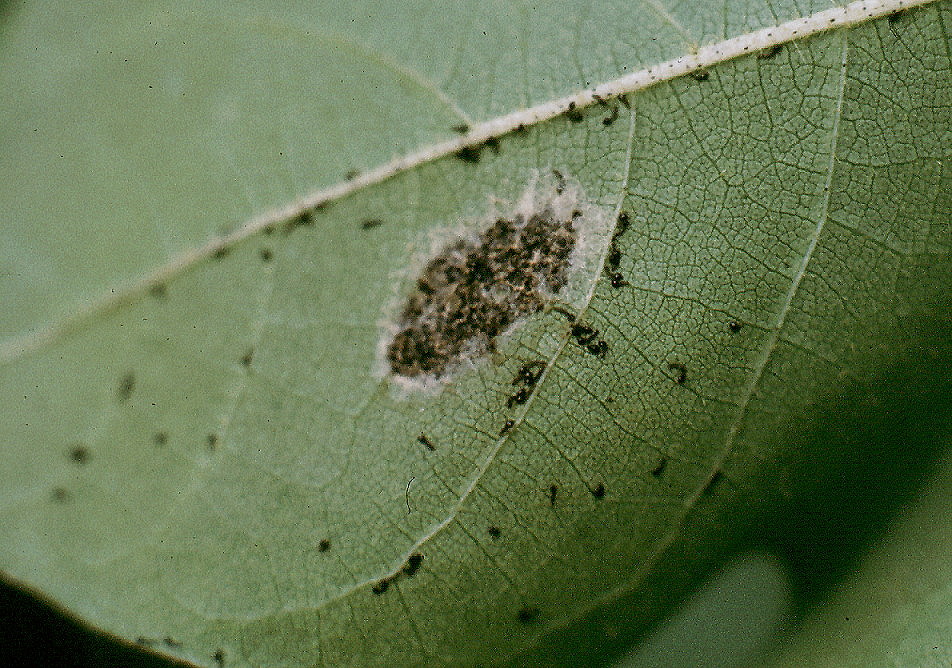 {Spodoptera egg mass}