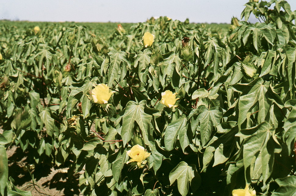 {Gossypium barbadense}