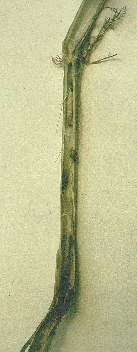 longitudinal section