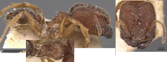{Ph bequaerti major}