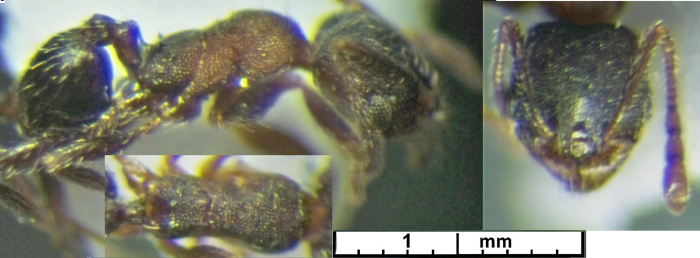 {Ph bequaerti minor}