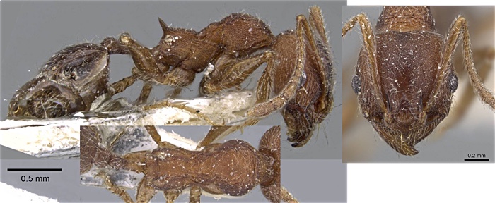 {Pheidole excellens minor}