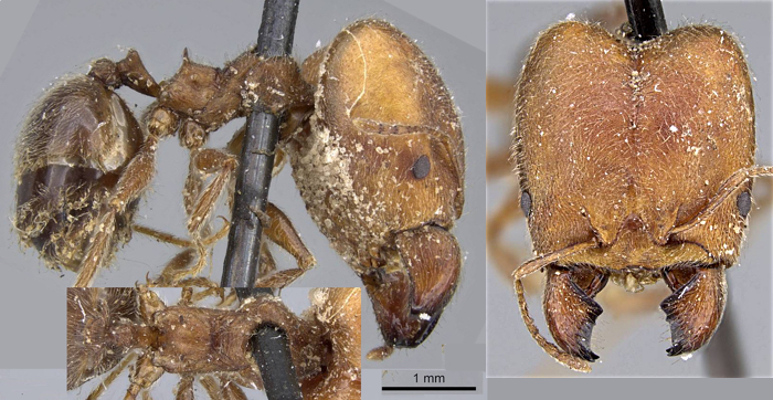 {Pheidole excellens}