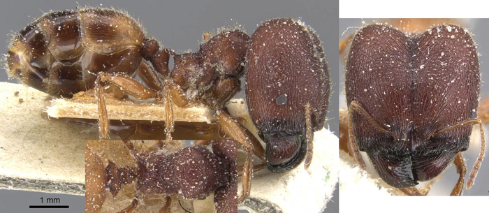 {Pheidole fulvobasalis}