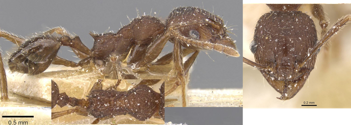 {Pheidole fulvobasalis minor}