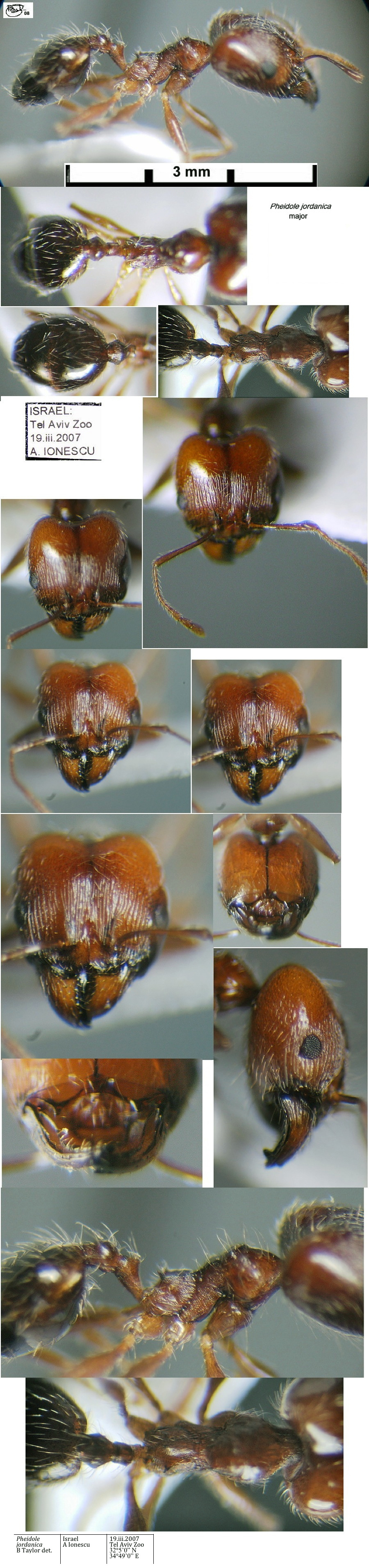 {Pheidole jordanica major}