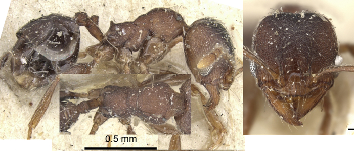 Pheidole katonae minor
