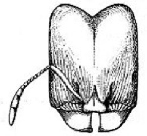 {Pheidiole mylognatha}