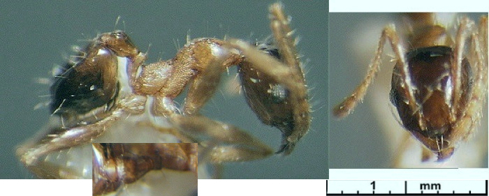 {Pheidiole mylognatha minor}