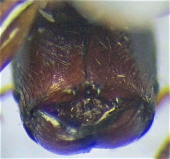 Pheidole nigritella