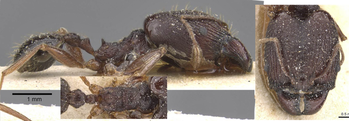 Pheidole retronitens major