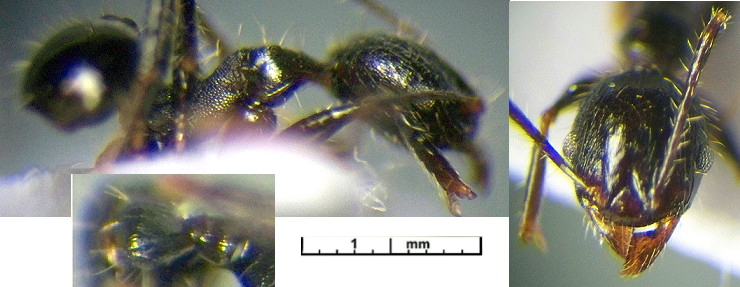 Pheidole retronitens minor