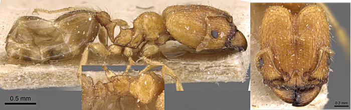 {Pheidole schoutedeni major}