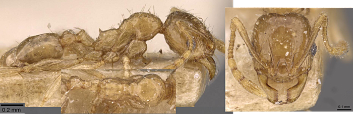 {Pheidole schoutedeni minor}