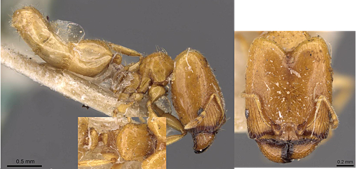 {pheidole strator major}