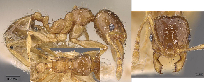 {Pheidole strator minor}