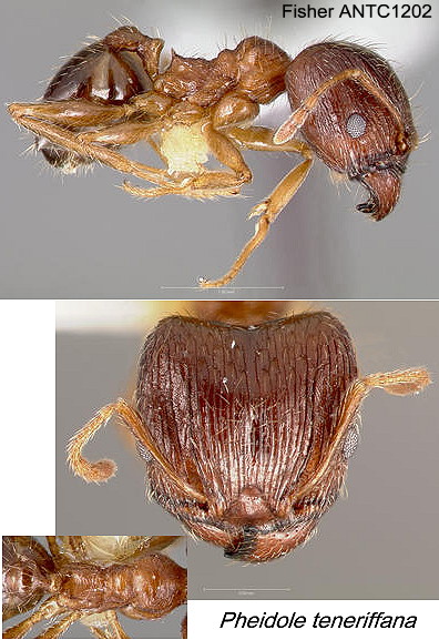 {Pheidole teneriffana}