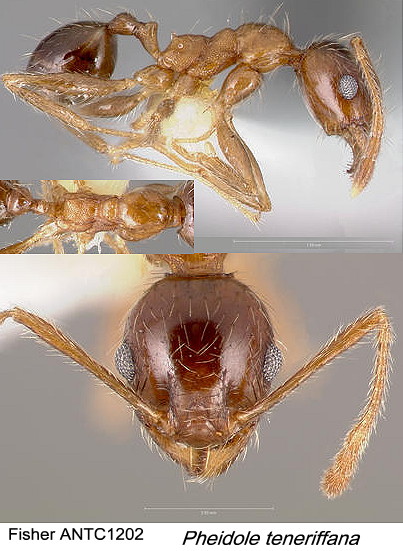 {Pheidole teneriffana (minor)}