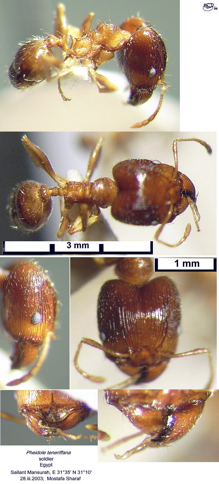 {Pheidole teneriffana soldier}