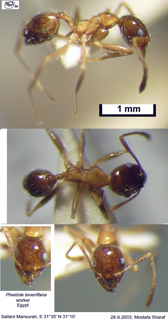 {Pheidole teneriffana worker}