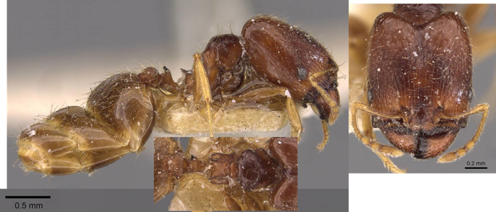 {Pheidole termitophila}