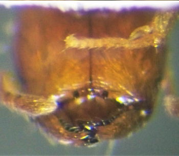 Pheidole tricarinata under head
