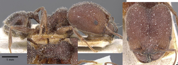 Pheidole weissi