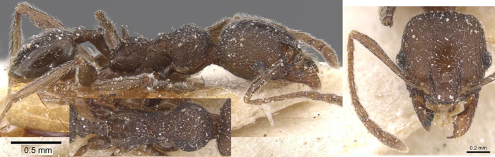 Pheidole weissi minor
