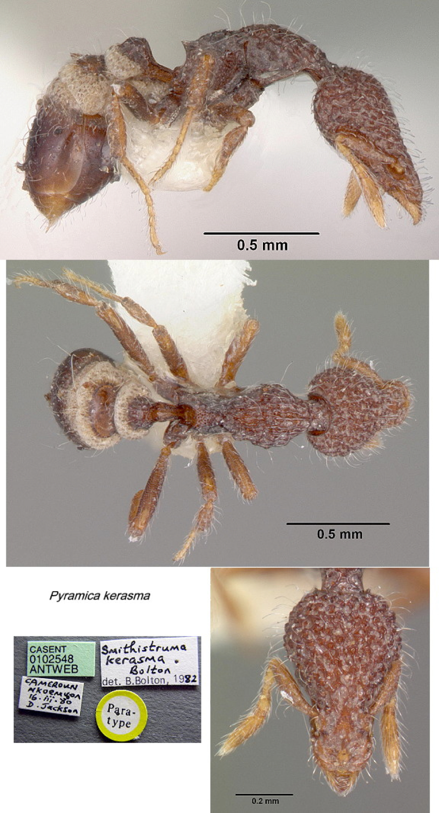 {Pyramica (Smithistruma) kerasma}