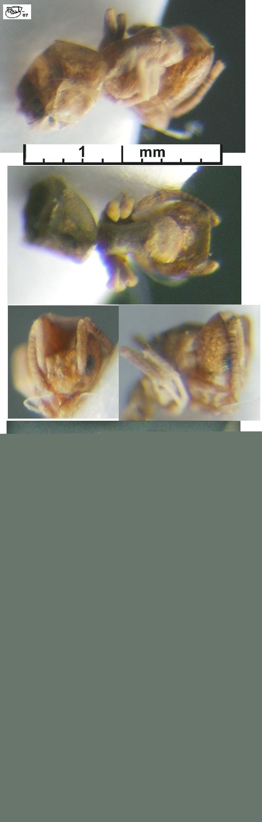 {Tapinoma mkomaziae Tanzania 3/68/07}