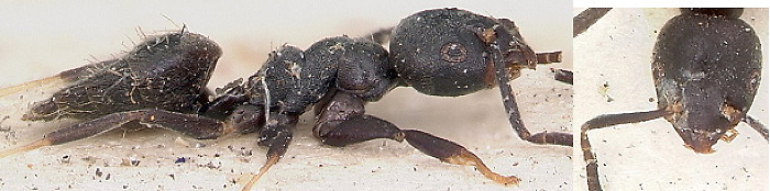 {Technomyrmex albipes}